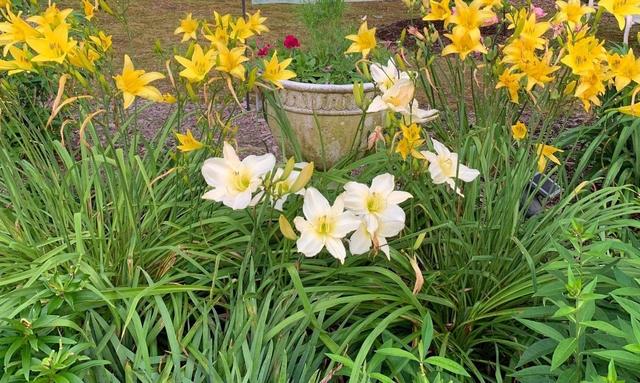 小院子养“3种花”，开花大半年，花朵美又鲜艳，年年赏花不停歇