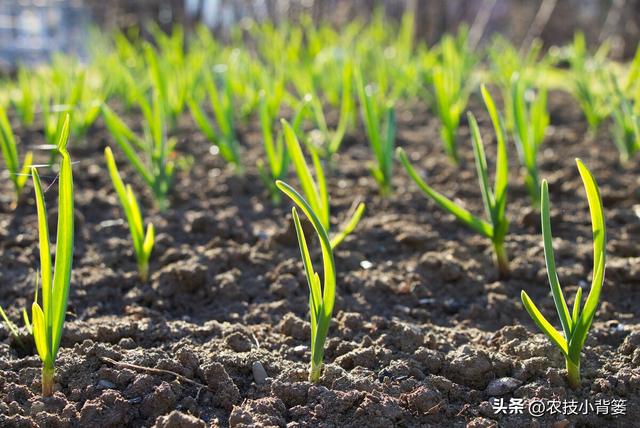 秋播大蒜有哪些种植管理技巧？从播种到越冬前抓好这7点就够了