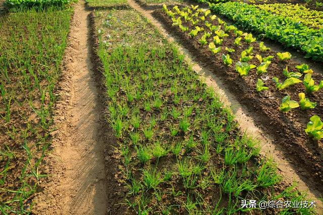 韭菜是最常见的一种蔬菜，但你知道韭菜的种植技术吗？