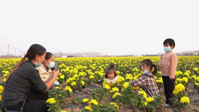 河南淮滨：金丝皇菊正花开 菊农忙采摘