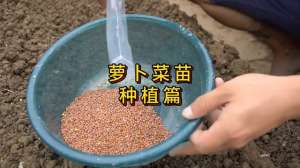 水萝卜种植最佳时间-萝卜菜在什么时候种植