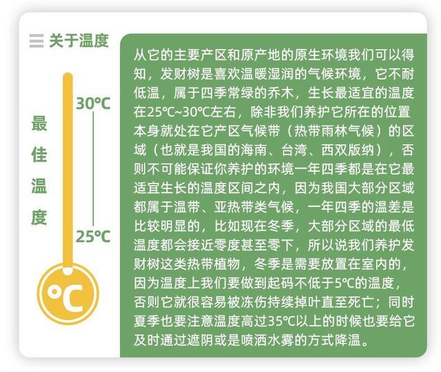 发财树是到底有多难养？最全面的发财树养护攻略来了