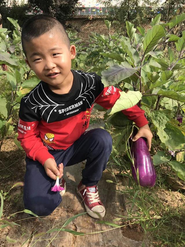 蔬果飘香 收获喜悦——合阳县甘井中心幼儿园种植园丰收啦！