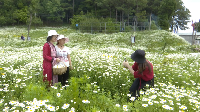 确认过眼神！四川这里的洋甘菊盛开了