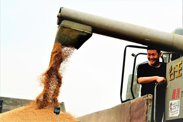 小麦亩产2000斤从种到收的全流程关键技术