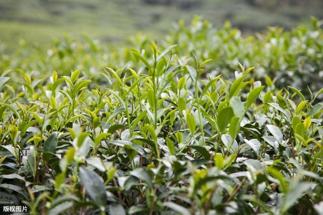 茶树种植的环境和土壤有什么要求？