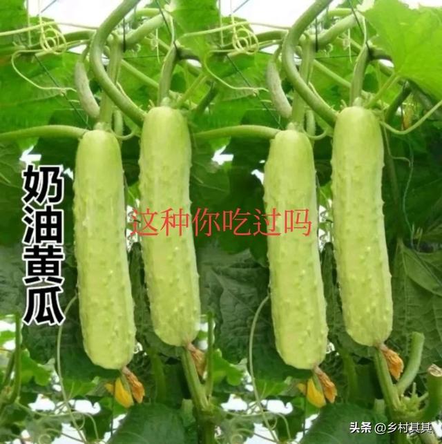 种植黄瓜苗期控水，这样做才能拉长采摘期