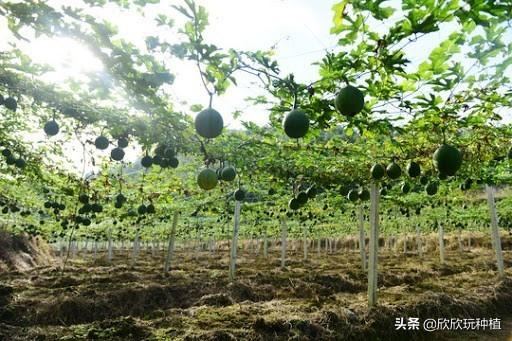 种瓜蒌能赚钱？盲目跟风不可行，种植技术是关键