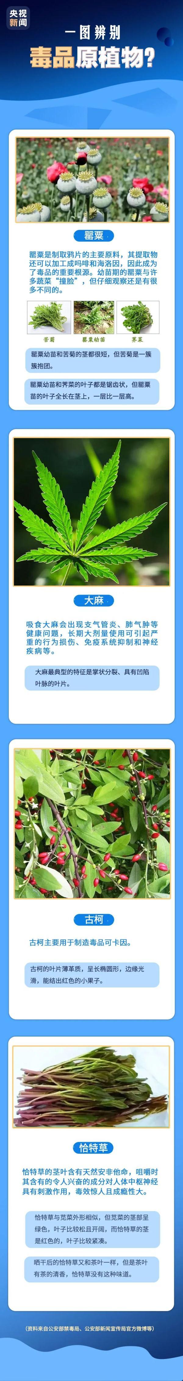 种植一棵也违法！春耕春播警惕毒品原植物