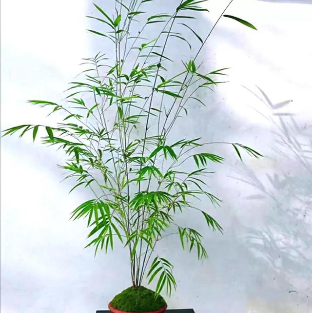 “吉祥竹”，家中种竹，富贵吉祥，高雅不俗。竹子的5点种植方法