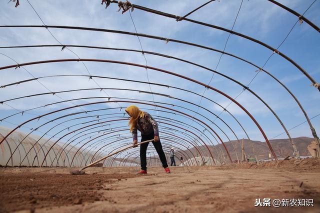 简单通俗易懂的蔬菜大棚种植：反季节栽培技术要点，一学就会