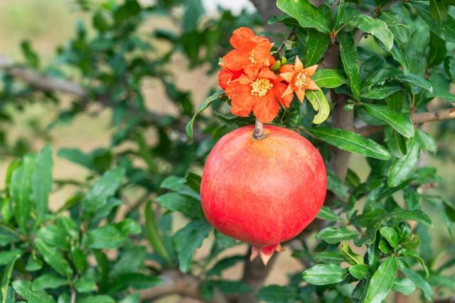 3种好养的“观果植物”，家里养一盆，果子好几个月不落