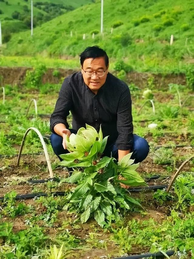 巩留：低海拔试种雪莲成功