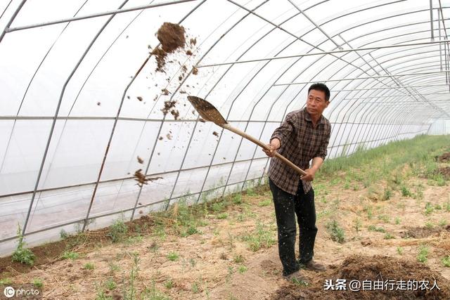 萝卜栽培技术之春夏萝卜栽培