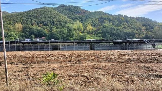 西峡县回车镇：新建香菇种植基地 振兴农村特色产业