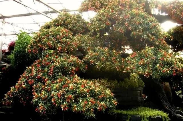 花盆秋末栽植辣椒，辣椒树变成盆景，一年四季花果不断