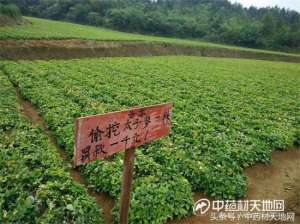 太子参种植亩产量-太