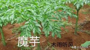 磨玉的种植技术-怎样种植魔芋？掌握6个技术要点，更有利于魔芋生长