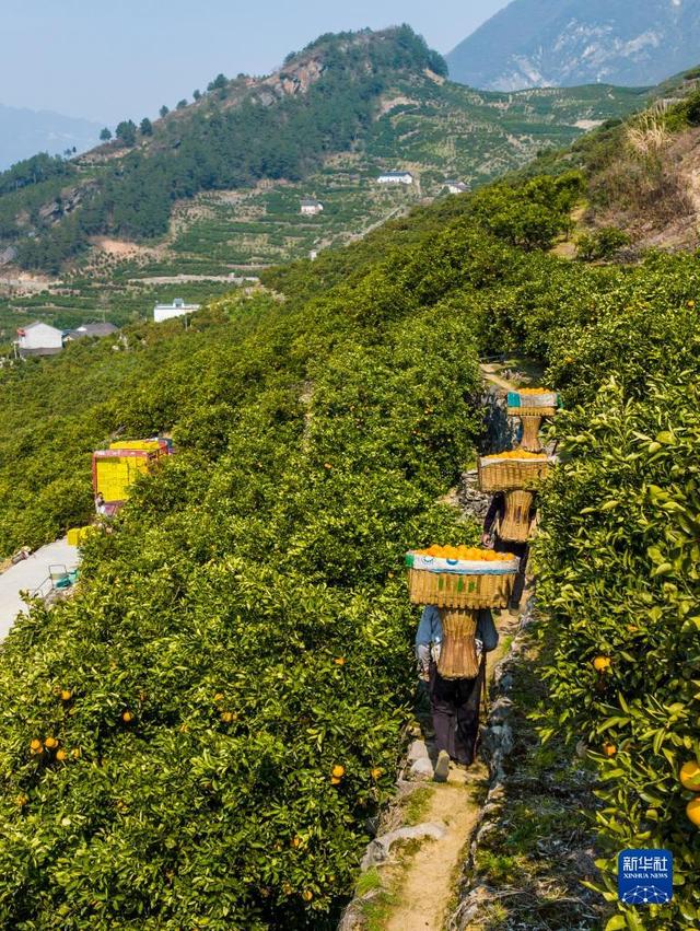 湖北秭归：早春时节橙飘香