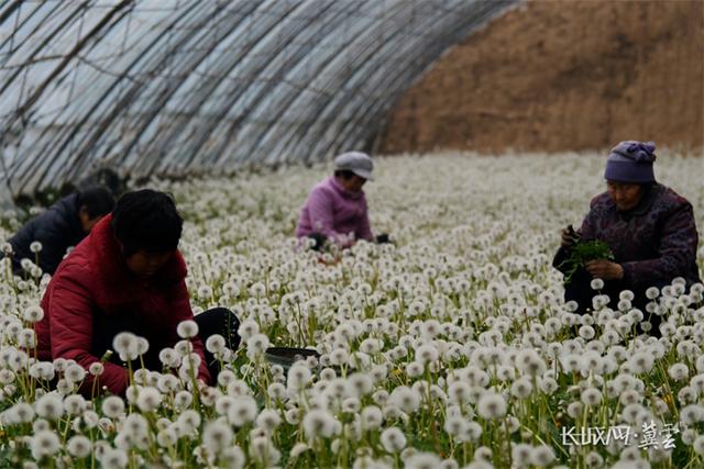 邯郸：蒲公英飞扬 致富梦远航