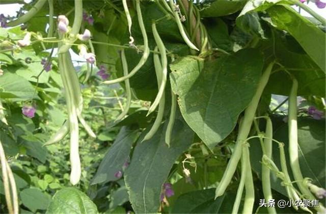 芸豆栽培技术要点，种植技术解析，不重视起来可不行