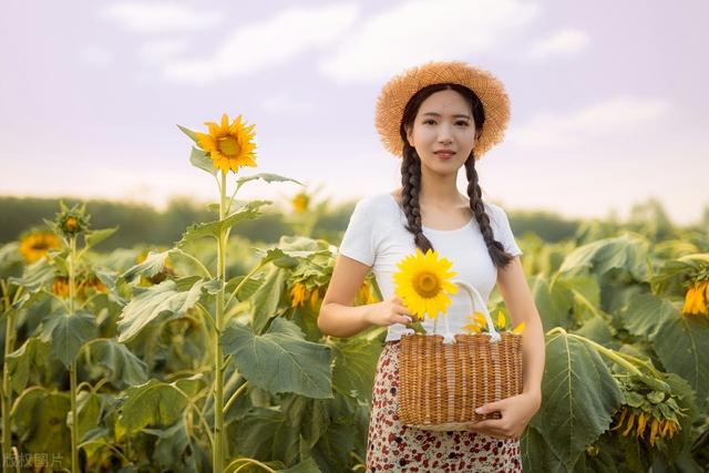 向日葵高产秘诀栽培管理技术，老农来给你普及一下