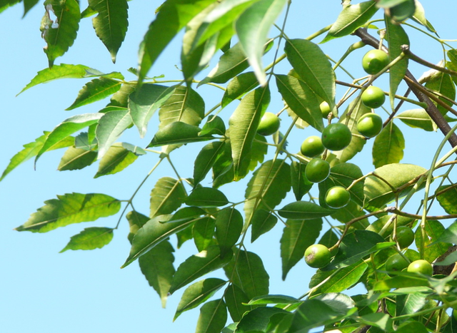 农村1种植物，人称苦楝树，果实立冬后成熟，价值极高