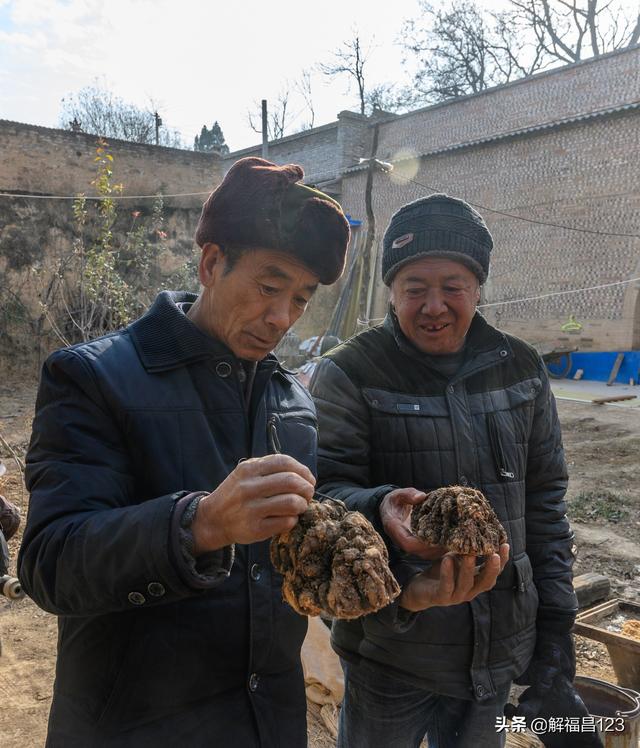 6亩中药材4年生一下子卖了60万元，看他是怎样种药材的