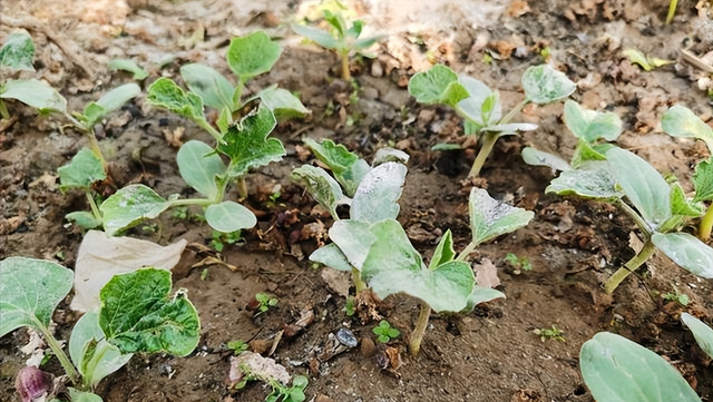 探究葫芦苗的种植与养护