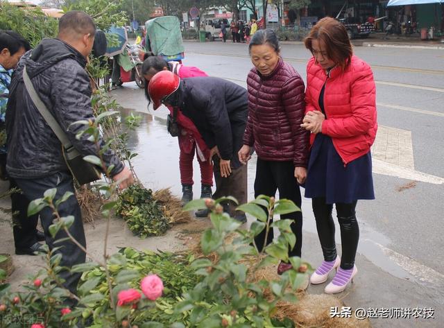 传统果树种植区，出现“树苗改粮”现象，原因是粮食涨价引起的吗