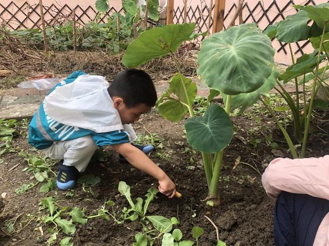 “芋”你在一起！——友联幼儿园中班主题活动