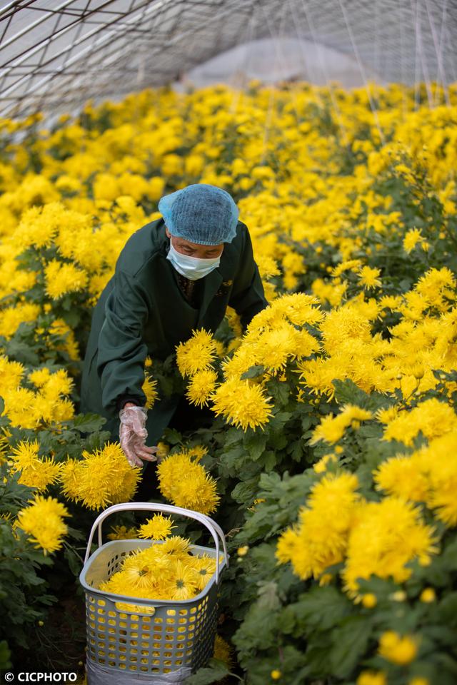 种植菊花 助农增收