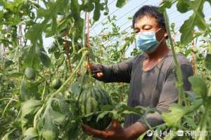 哪里种植小西瓜-供不应求 摩诃山的特色小西瓜托起乡村振兴大梦想