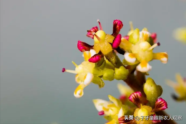 男子种植芒果有妙招，反季节上市大赚一笔，年销售额高达3000万！