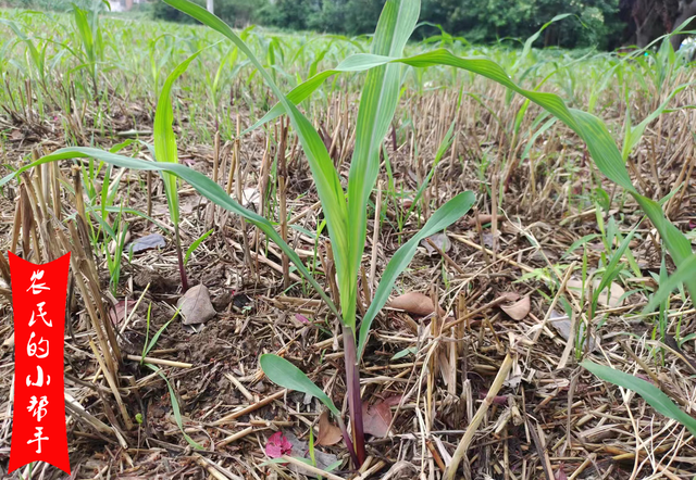 “及时雨”结束，玉米该如何管理？农技专家：一定别忽视了这3点