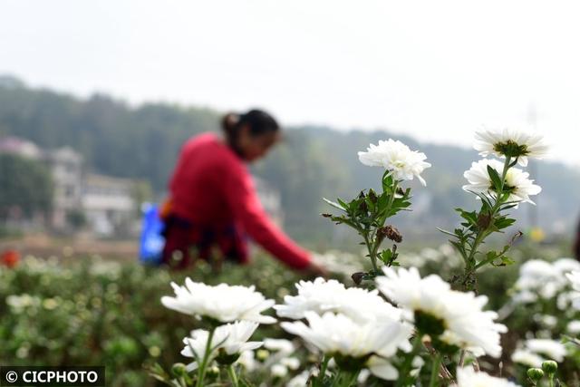 种植菊花 助农增收