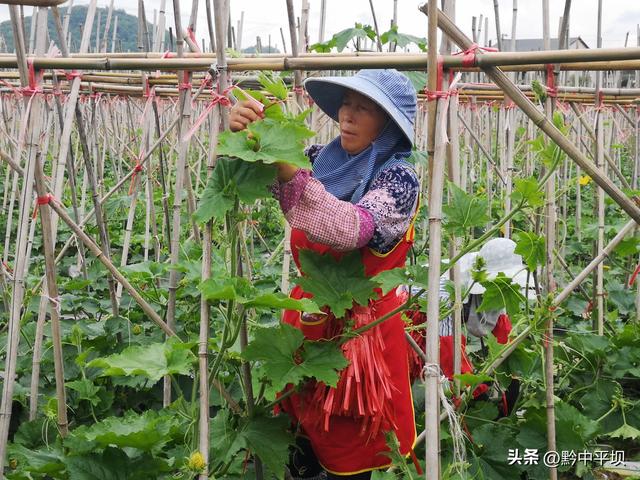 平坝区天龙镇：冬瓜基地整枝忙