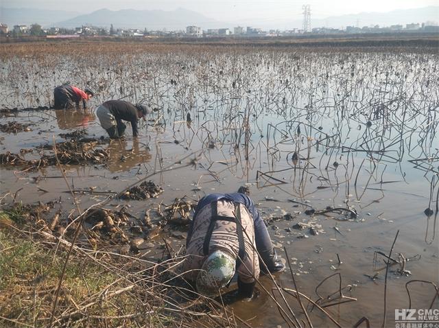 者海镇：800亩莲藕采收忙