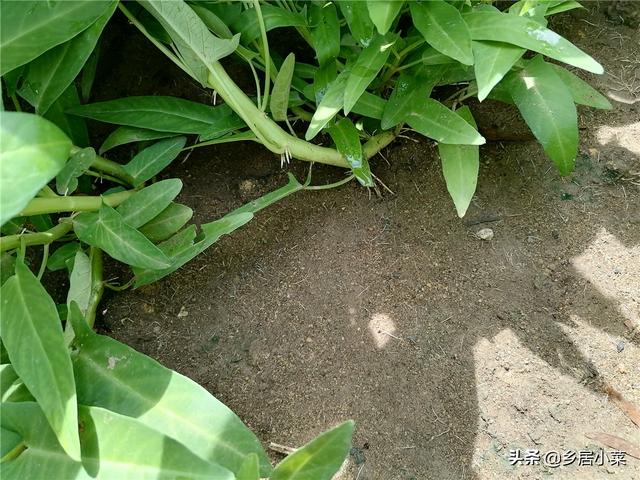 较粘泥土不好种菜？夏种空心菜，前期多松土施液肥，茂盛后防害虫