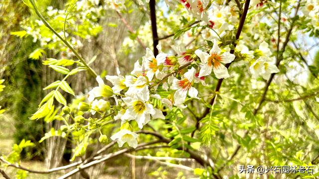 文冠果种子催芽小窍门