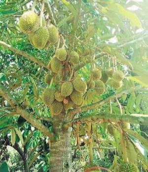 福建种植榴莲-榴莲是一种什么样的果树