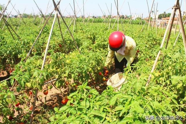 番茄秋延栽培，掌握这些种植技巧，冬季挂果多口感佳