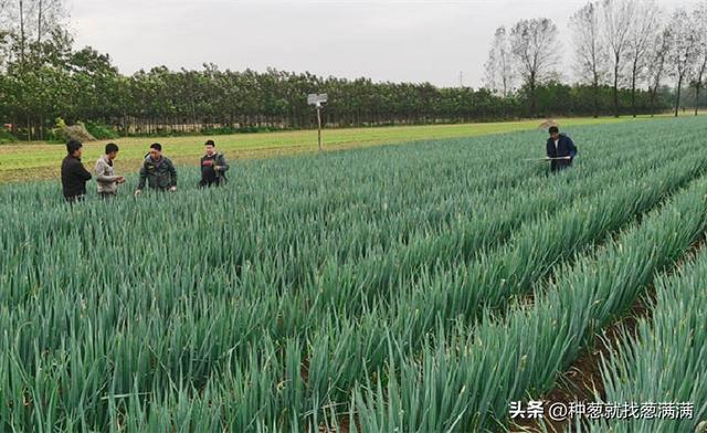 大葱种子的种植方法和时间