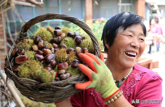 板栗种植技术？怎样才能实现高产？这里干货满满速来学习