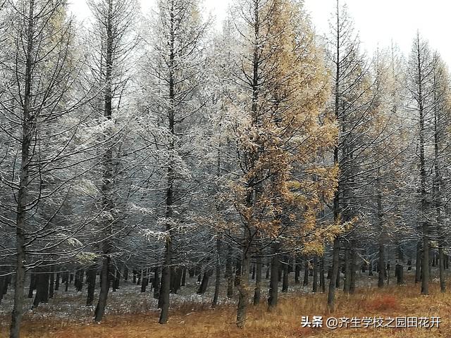 掌握园林植物生长，最为基本的规律和方法，成为养花能手指日可待