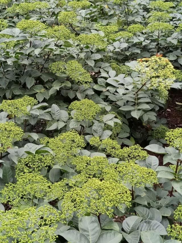 自家种植的高品质吴茱萸