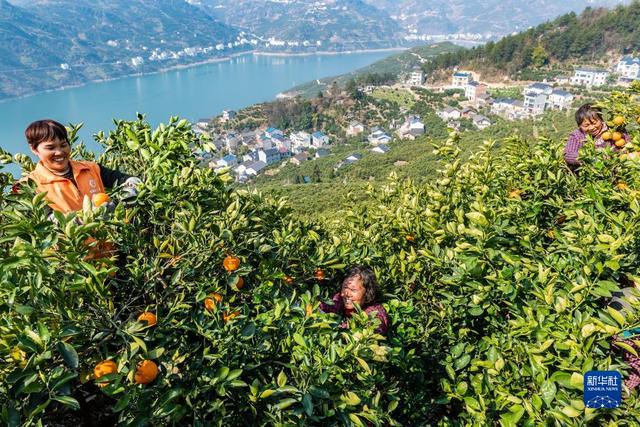 湖北秭归：早春时节橙飘香