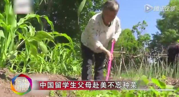 没有什么能够阻挡，你爸妈对种菜的向往