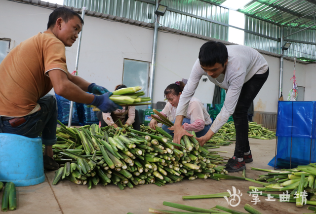 沾益大坡：茭白丰收 村民增收