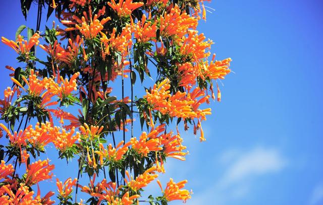 炮仗花是什么，花开艳丽，张扬个性